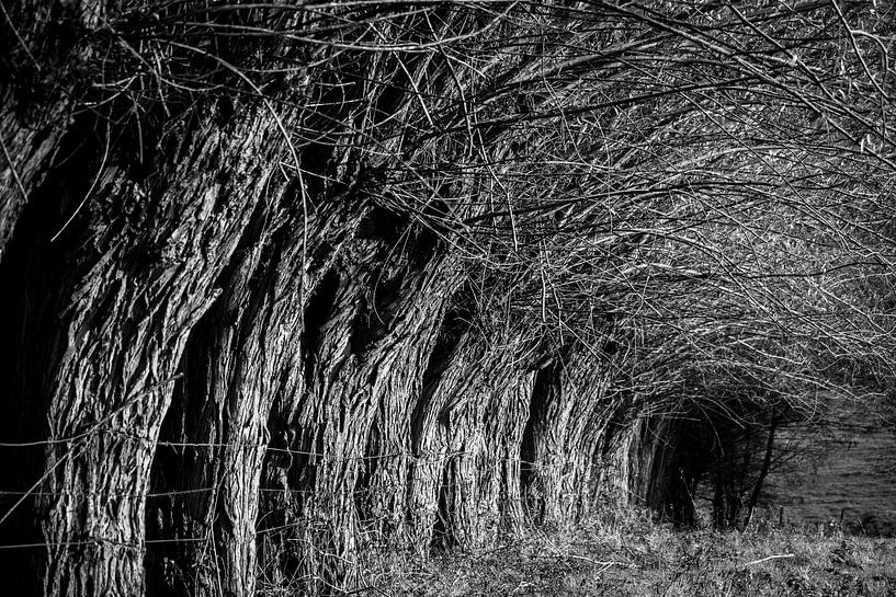 Rangée d'anciens saules taillis par Imladris Images