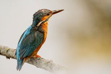 Eisvogel auf Ast von Gianni Argese