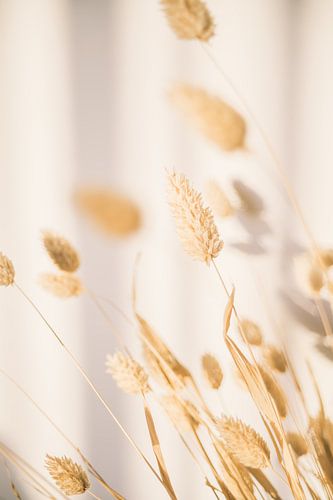 Canary grass on White