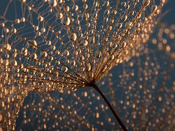 Droplets hanging from fluff of a fluff ball by Marjolijn van den Berg