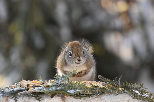 Een rode eekhoorn in de winter
