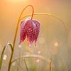 Lapwing flower at sunrise by Erik Veldkamp