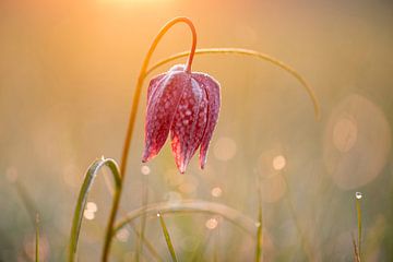 Lapwing flower at sunrise by Erik Veldkamp