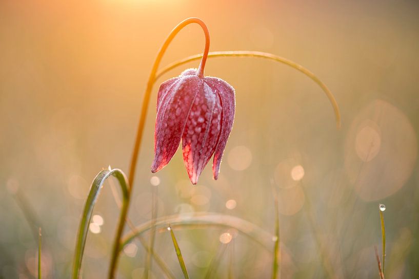 Kievitsbloem bij zonsopgang van Erik Veldkamp