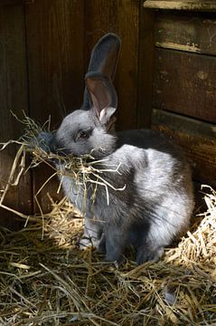 Rabbit / Mummy rabbit builds a nest by Koen Van Rentergem