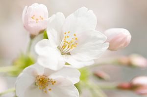 Japanische Kirschblüte von Paula van den Akker