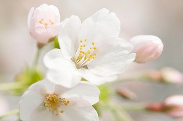 Fleur de cerisier japonais sur Paula van den Akker