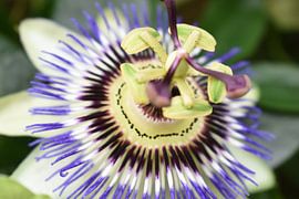 Passion Flower by Johanneke Post