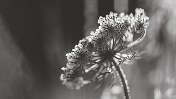 Wild carrot