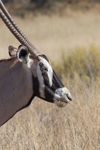 Gemsbock von Marijke Arends-Meiring