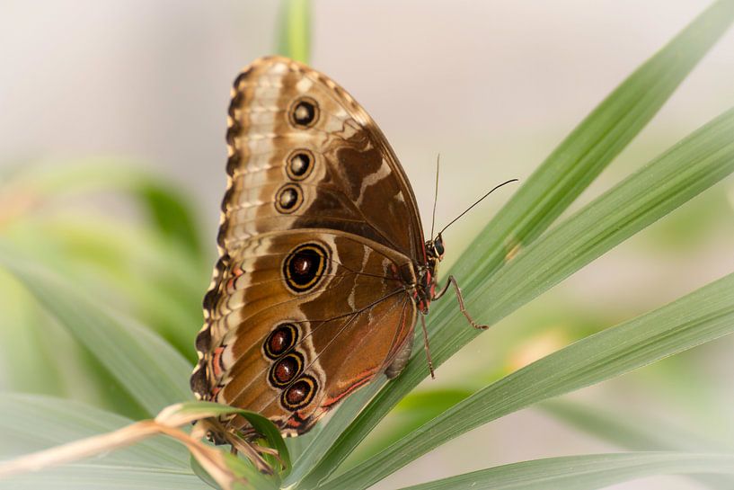 Morpho Peleides van LUNA Fotografie