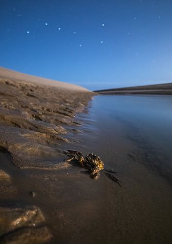 Nordseekrabbe und großer Bär.
