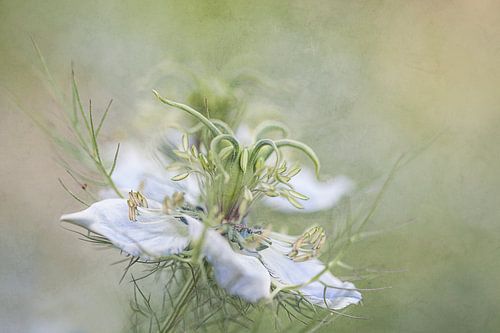 Wild dancer