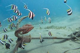 Fischschwarm an einem Anker von Daniëlle van der meule