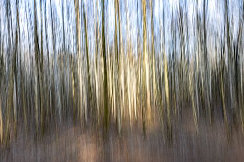 Bewogen berken met centrum licht.