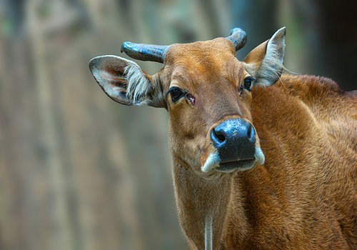 Wild Banteng Cow Portrait | Wildlife Wall Art