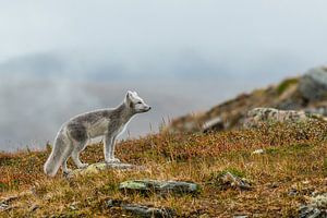 Renard arctique