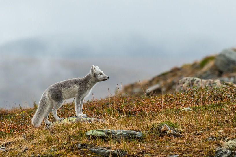 Polarfuchs von Harry Punter