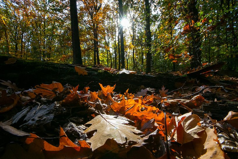 Kleurrijke herfstbladeren in het bos met najaarslicht van Fotografiecor .nl