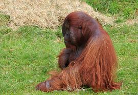 Orang-Utan von Jose Lok