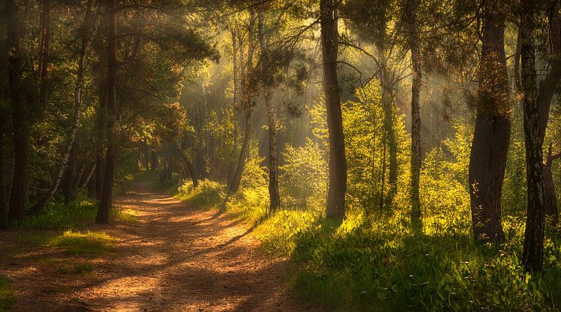 in the sunny forest by Mykhailo Sherman