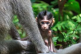 Jong aapje kijkt achter de arm van zijn moeder vandaan by Stephan Neven