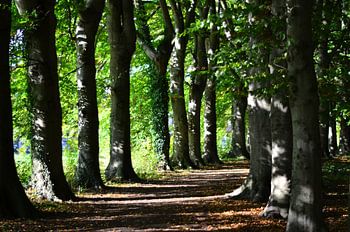 Un sentier de randonnée dans les bois.