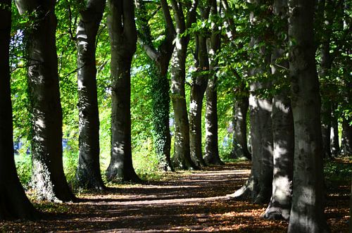Ein Wanderweg im Wald. von Kim De Sutter