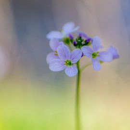 Pentecostal flower  (Cardamine pratensis) by Leo Luijten