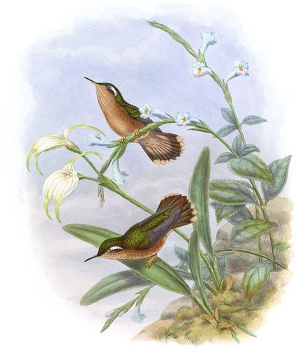 Buff-Breast-Kolibris, John Gould
