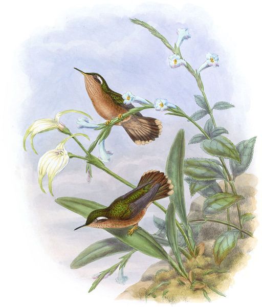 Buff-Breast-Kolibris, John Gould von Hummingbirds