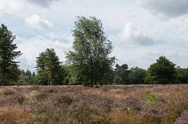 Stroese Heide