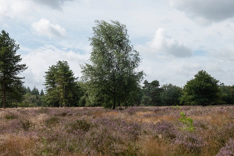 Stroese Heide by Richard Wareham