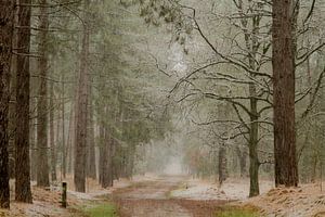 Schnee im Wald