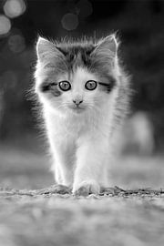 Baby cat by Silvio Schoisswohl