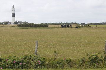 Leuchtturm bei Kampen mit Kühen auf Sylt