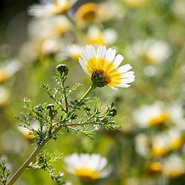 près d'une marguerite sauvage