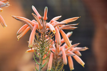 bloem kleur meloen