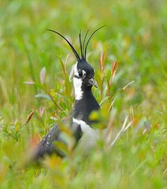 Zwischen Stängeln und Stille von Zeno Swijtink