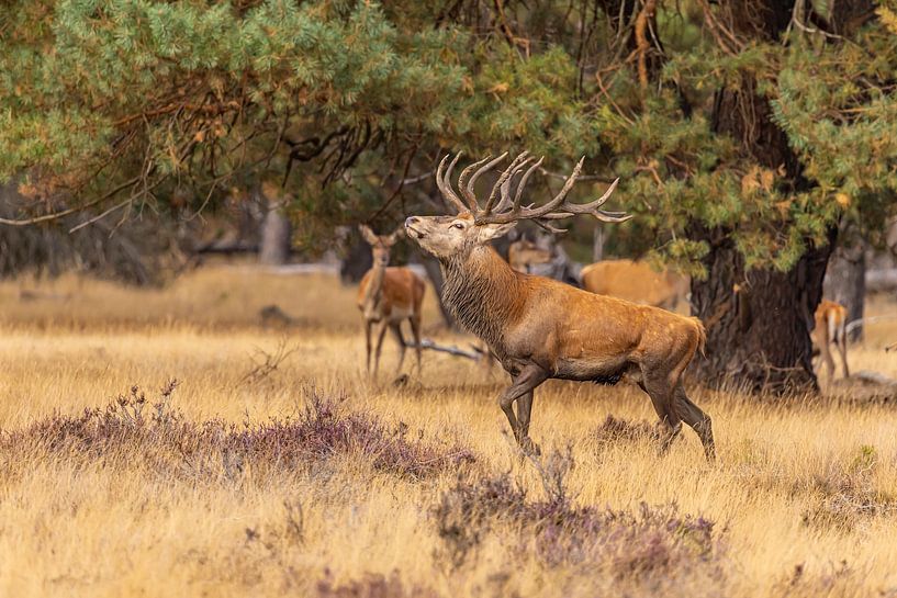 Red deer on the Hoge Veluwe, Netherlands by Gert Hilbink