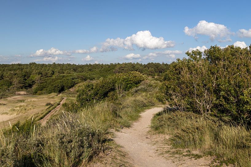 Dune Trail by Michael Ruland
