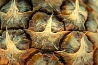 macro absorption of pineapple fruit