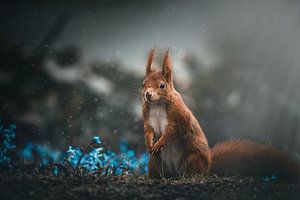 Squirrel by Markus Schulz
