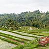 Panorama van de Rijstvelden (sawa's) in Bali sur Giovanni de Deugd