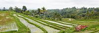 Panorama van de Rijstvelden (sawa's) in Bali von Giovanni de Deugd Miniaturansicht