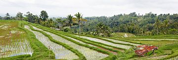 Panorama van de Rijstvelden (sawa's) in Bali van Giovanni de Deugd