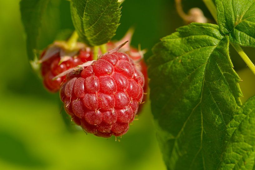 Raspberry by Karin Jähne