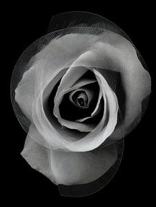 Rose géométrique