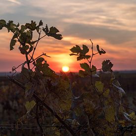 Vine leaves at sunset by Alexander Kiessling
