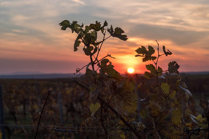 Vine leaves at sunset by AK - Night and Day Photography